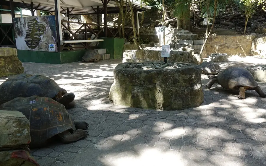 Aldabra-Riesenschildkröten auf Moyenne Island