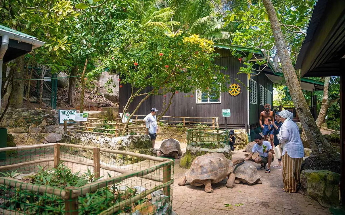 Moyenne Island 上一间小屋旁的巨龟